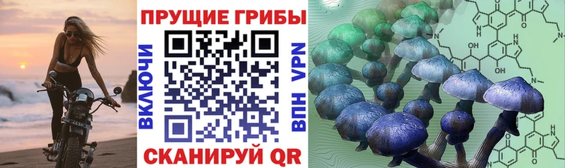 Галлюциногенные грибы Psilocybe  Саяногорск 